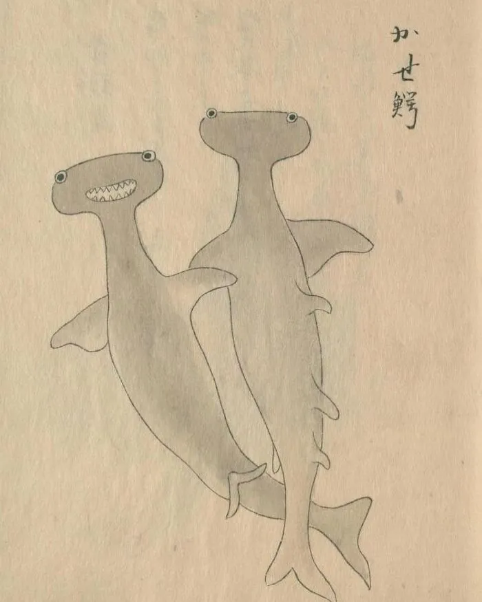 Dibujo antiguo de dos tiburones martillo en papel envejecido, parte de fotos antiguas con contexto histórico revelado.