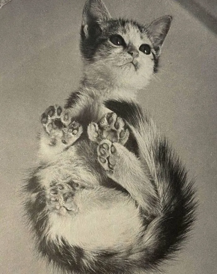 Gato adorable en pose curiosa mostrando sus patas, imagen de gatos históricos y protagonistas a lo largo del tiempo.