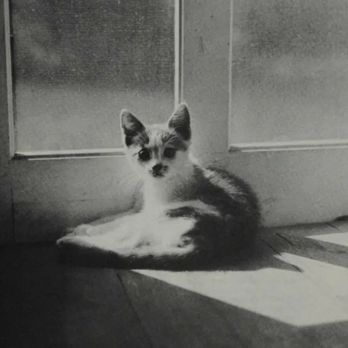 35 Adorables imágenes de gatos a través de la historia mostrando que siempre fueron los protagonistas