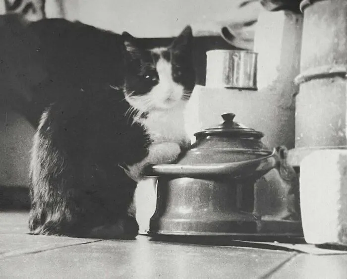 35 Adorables imágenes de gatos a través de la historia mostrando que siempre fueron los protagonistas
