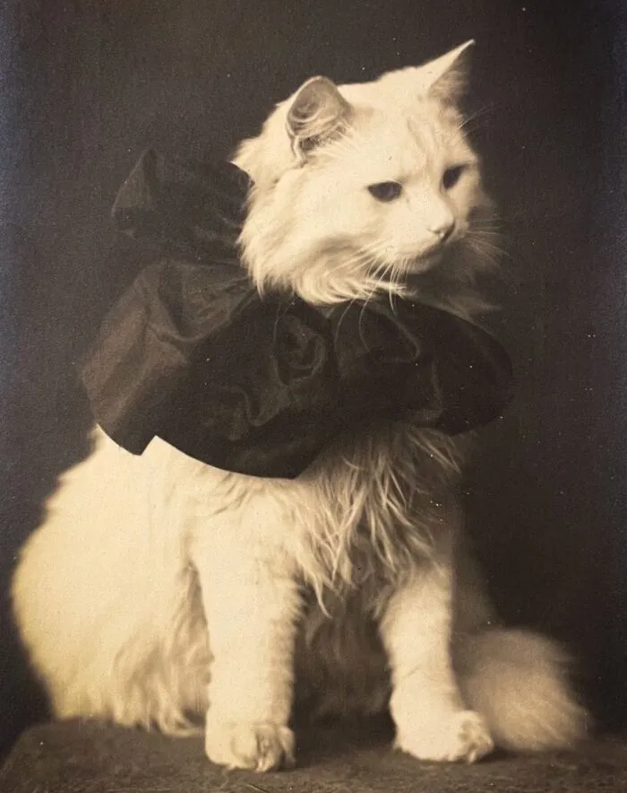 35 Adorables imágenes de gatos a través de la historia mostrando que siempre fueron los protagonistas