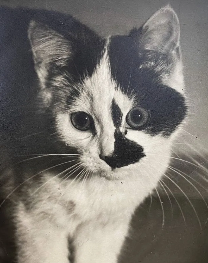 35 Adorables imágenes de gatos a través de la historia mostrando que siempre fueron los protagonistas