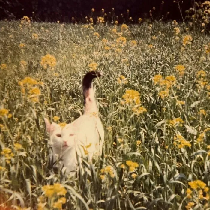 35 Adorables imágenes de gatos a través de la historia mostrando que siempre fueron los protagonistas