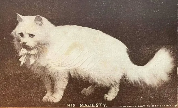Gato blanco con collar de moño en imagen histórica en blanco y negro mostrando adorables imágenes de gatos.