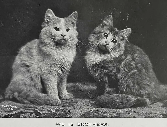 50 Adorable Cat Images From Throughout History That Prove They Were Always The Main Character