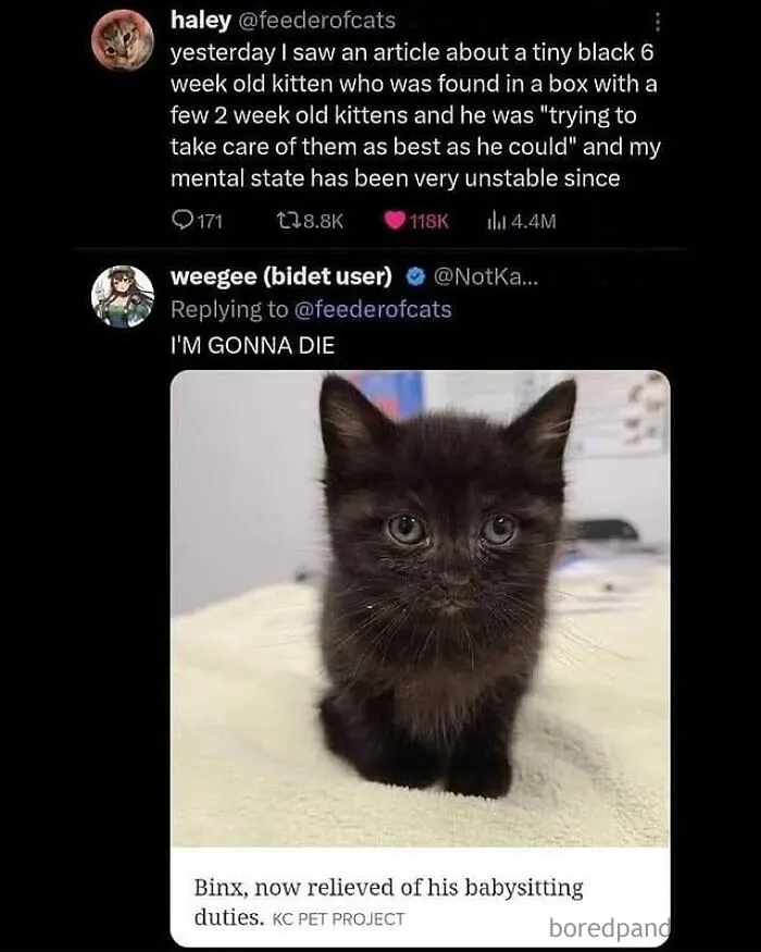 50 Posts And Memes You Probably Will Love As Much As Cats Love Catnip