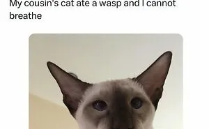 50 Posts And Memes You Probably Will Love As Much As Cats Love Catnip