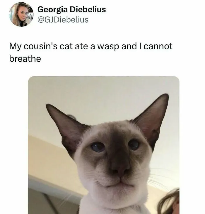 Funny-Cat-Memes