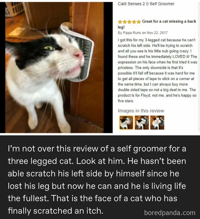50 Posts And Memes You Probably Will Love As Much As Cats Love Catnip