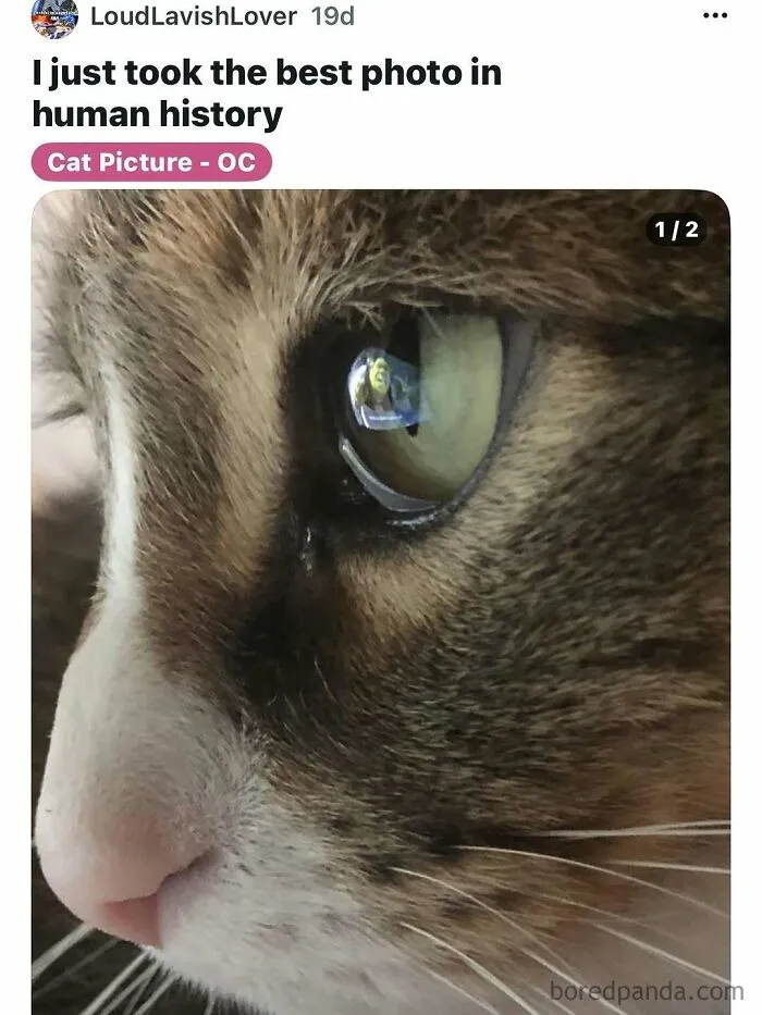 50 Posts And Memes You Probably Will Love As Much As Cats Love Catnip