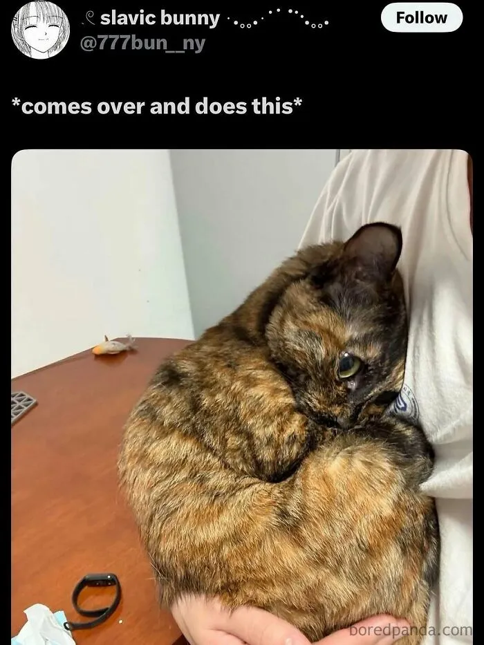 50 Posts And Memes You Probably Will Love As Much As Cats Love Catnip