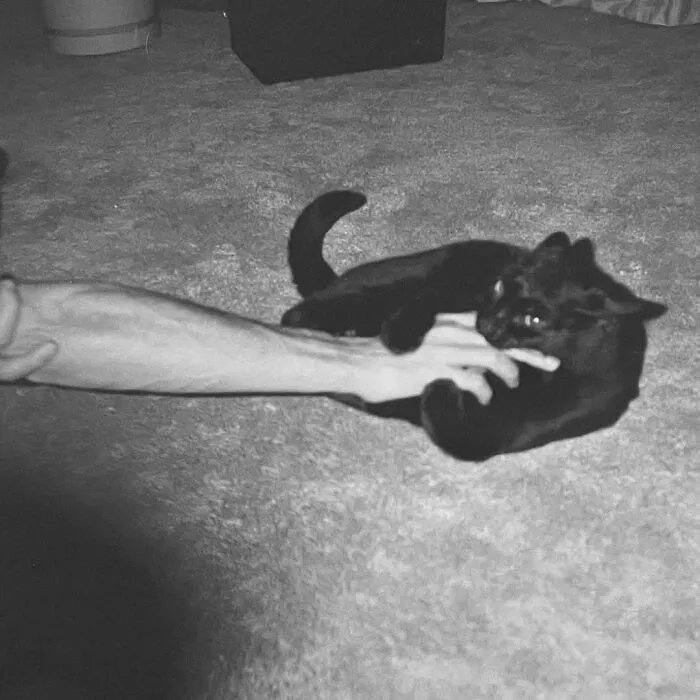 50 Adorable Cat Images From Throughout History That Prove They Were Always The Main Character