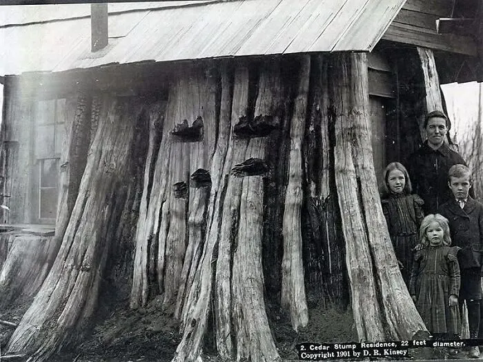 Residencia en tocón de cedro de 22 pies de diámetro, una de las fotos antiguas con contexto histórico visible.