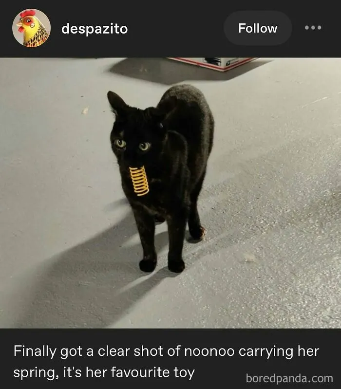 50 Posts And Memes You Probably Will Love As Much As Cats Love Catnip