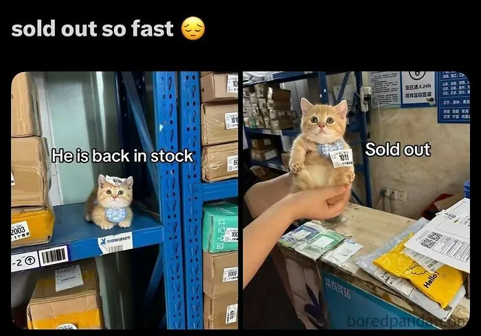 50 Posts And Memes You Probably Will Love As Much As Cats Love Catnip