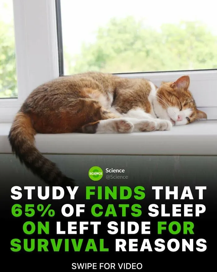 Sleeping cat on windowsill with facts about cats, related to world and science cool and interesting facts.