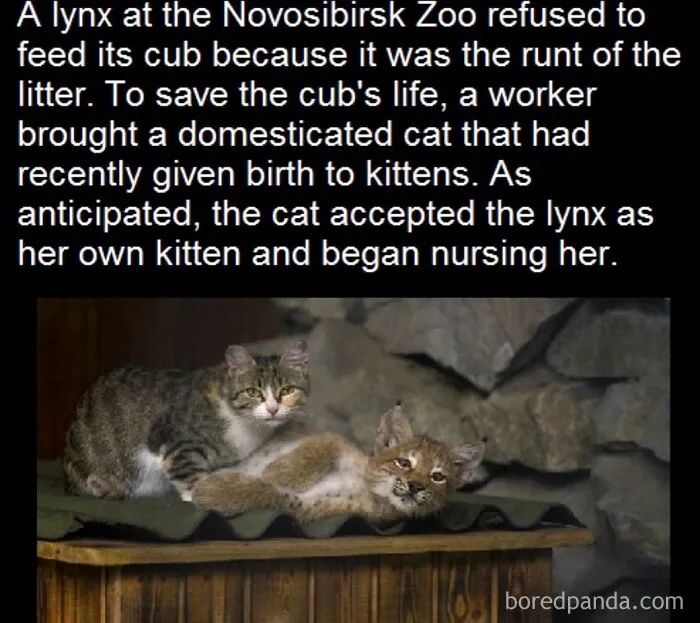 50 Posts And Memes You Probably Will Love As Much As Cats Love Catnip