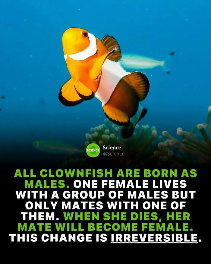 Clownfish biology explained with facts about world and science, highlighting unique gender change traits in marine life.