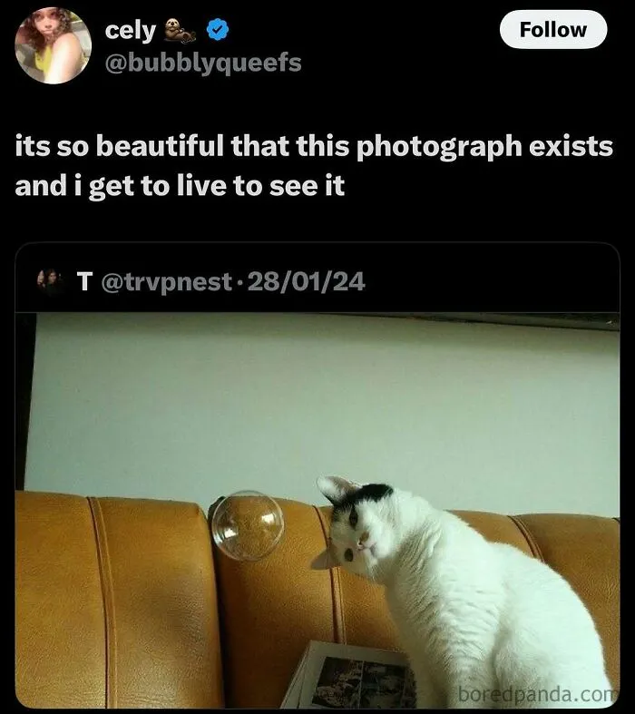 50 Posts And Memes You Probably Will Love As Much As Cats Love Catnip