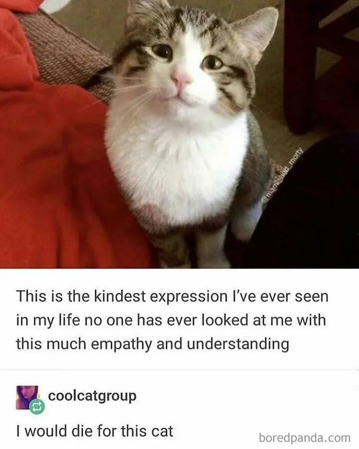 50 Posts And Memes You Probably Will Love As Much As Cats Love Catnip