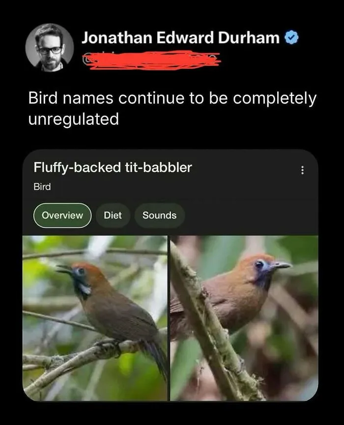 Screenshot of a meme showing a bird named fluffy-backed tit-babbler, highlighting random memes that bring laughter.