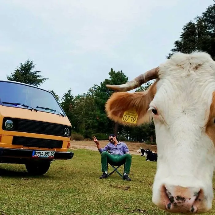 Vaca y hombre relajados al aire libre junto a una furgoneta naranja en divertidas fotos de vacaciones de verano.