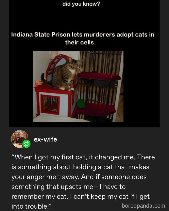 50 Posts And Memes You Probably Will Love As Much As Cats Love Catnip