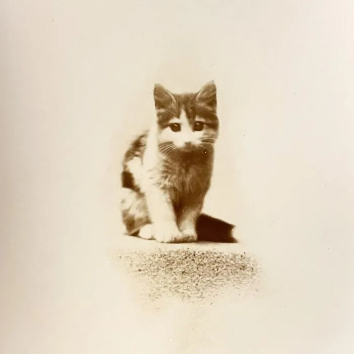 Gato adorable en imagen histórica en blanco y negro mostrando encantadora expresión felina clásica.
