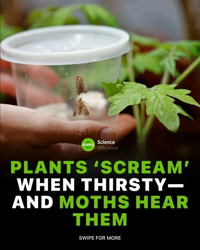 Close-up of hands holding a container with moths near a green plant, illustrating cool and interesting science facts.