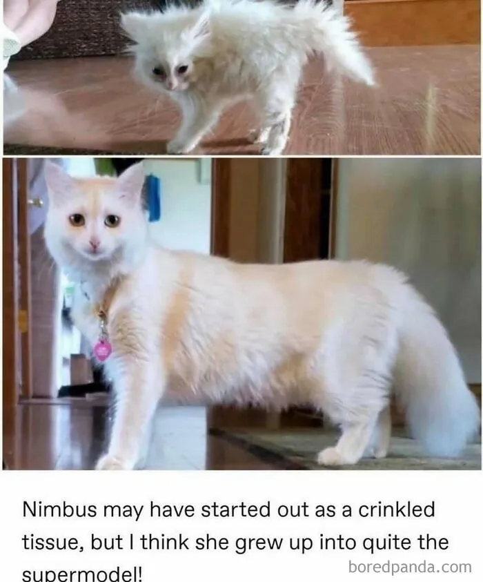50 Posts And Memes You Probably Will Love As Much As Cats Love Catnip