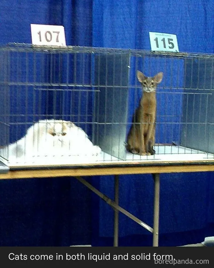 50 Posts And Memes You Probably Will Love As Much As Cats Love Catnip