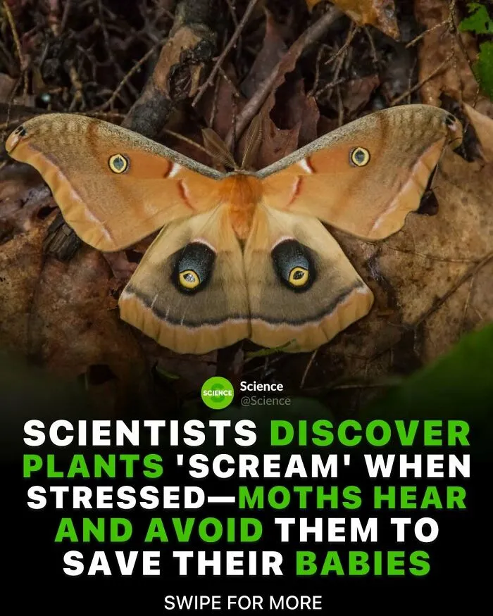 Moth on leaf with text about plants emitting sounds when stressed and moths avoiding them to protect babies.
