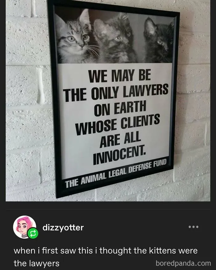 50 Posts And Memes You Probably Will Love As Much As Cats Love Catnip