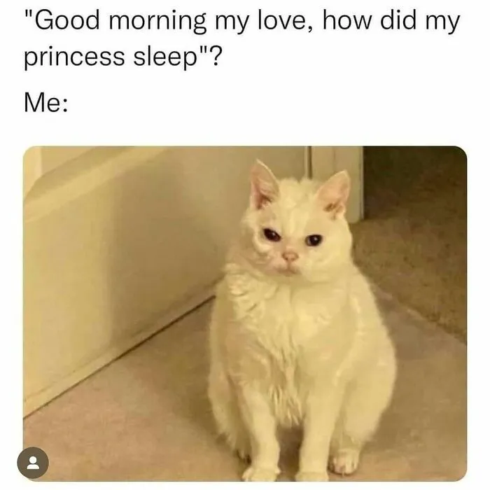 White cat sitting with a grumpy expression representing introvert-worthy memes about awkward morning greetings.