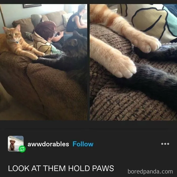 50 Posts And Memes You Probably Will Love As Much As Cats Love Catnip