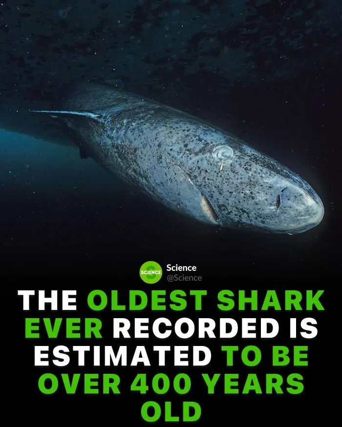 Deep sea shark swimming in dark ocean illustrating cool and interesting facts about the world and science.
