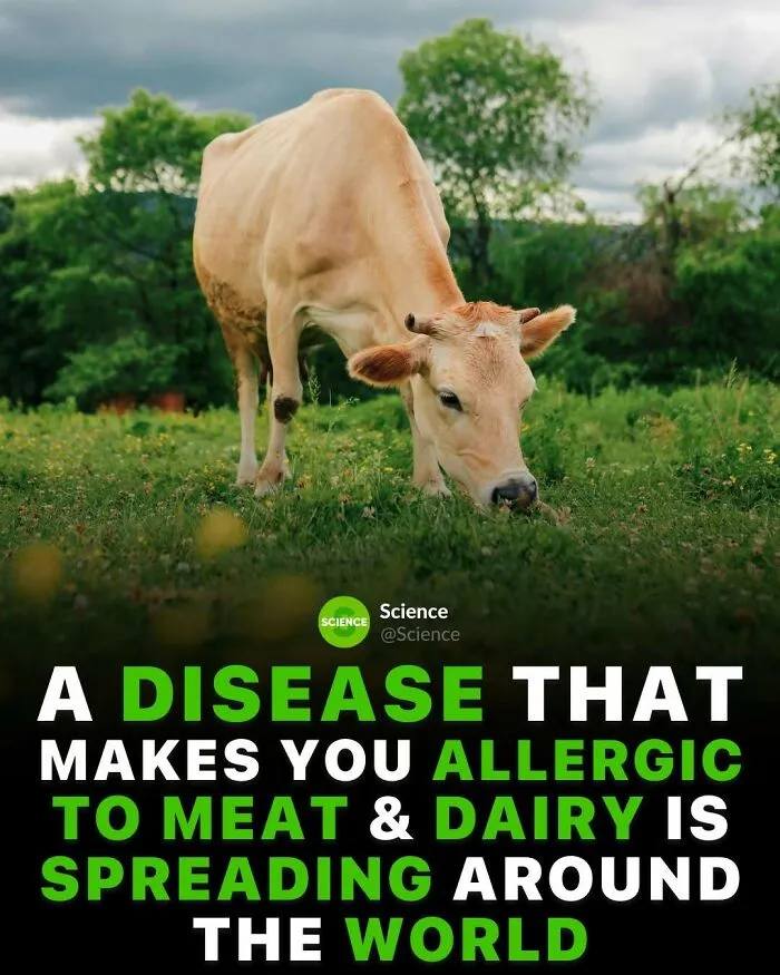 Cow grazing in a green field illustrating a cool and interesting fact about the world and science spreading globally.