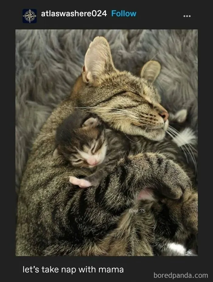 50 Posts And Memes You Probably Will Love As Much As Cats Love Catnip