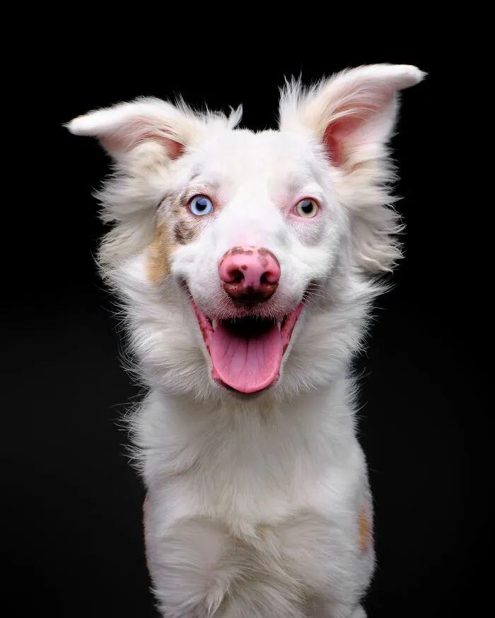 Rescue Dog #4 | Whiskey