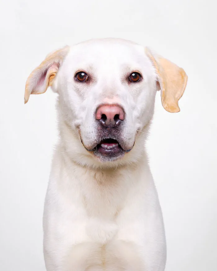 Rescue Dog #7 | Tequila