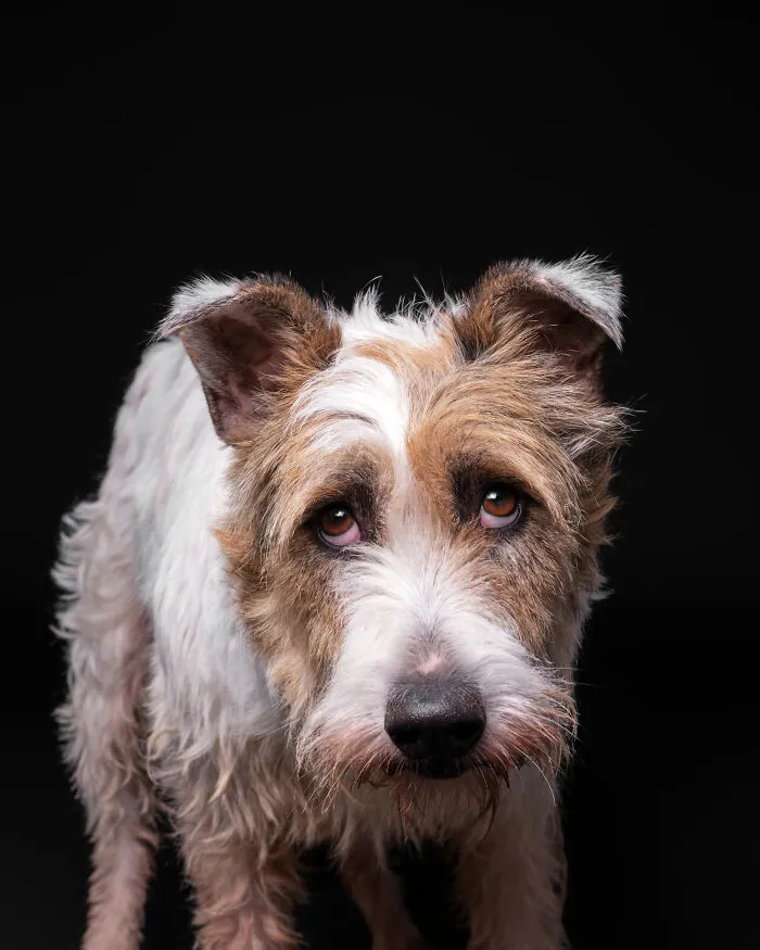 Rescue Dog #8