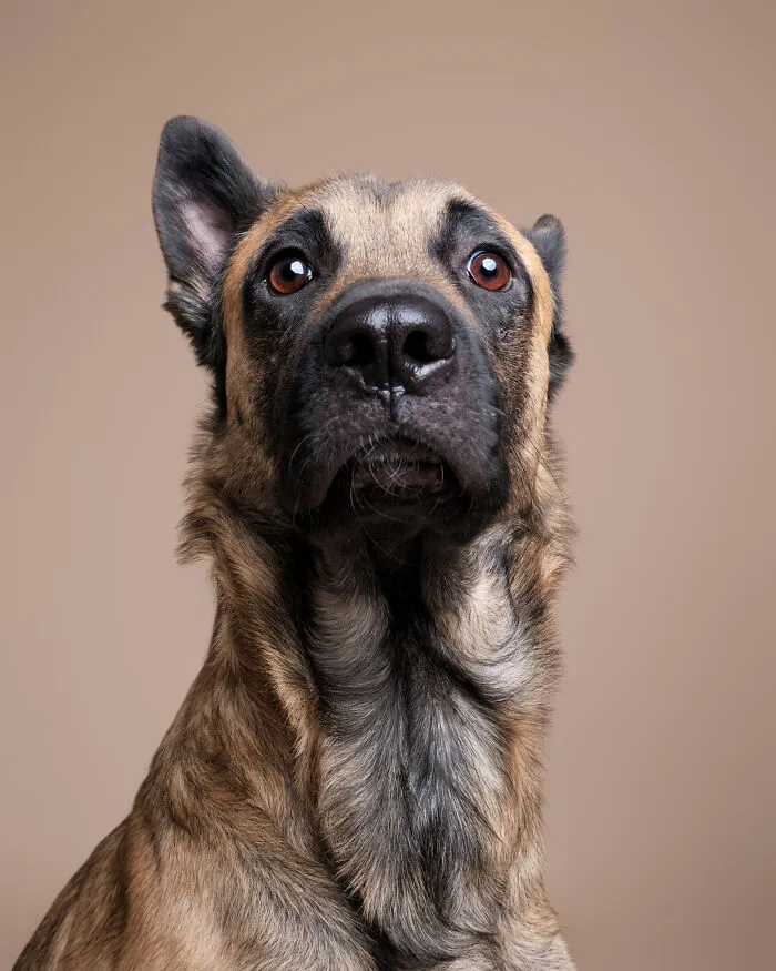 Rescue Dog #10 | Brownie