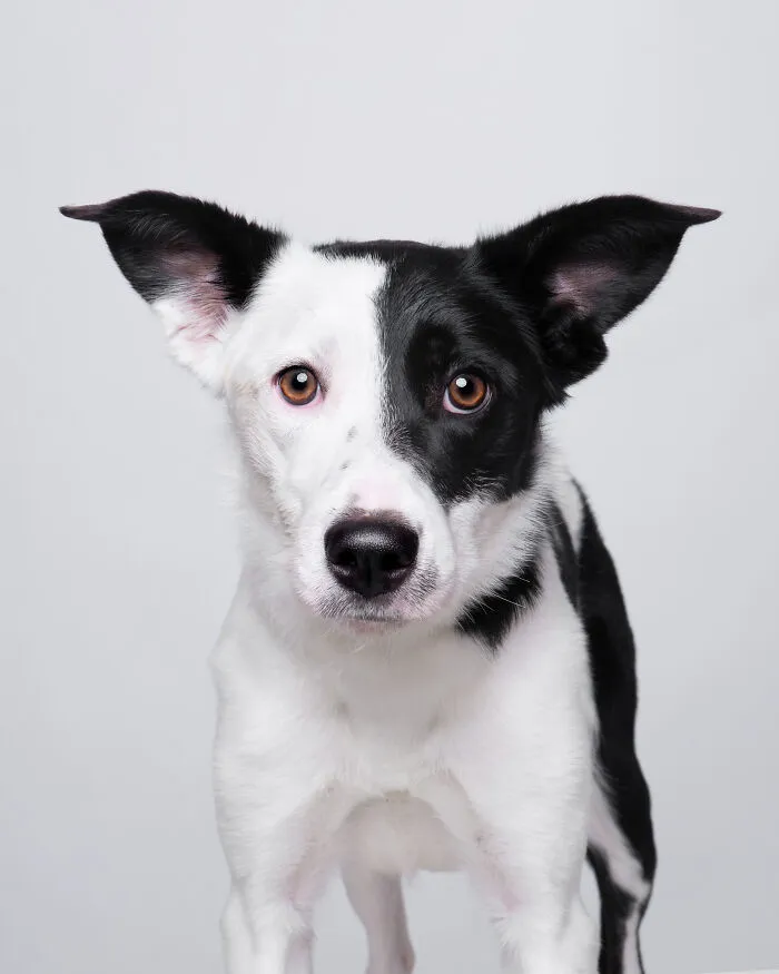Rescue Dog #11 Cookie
