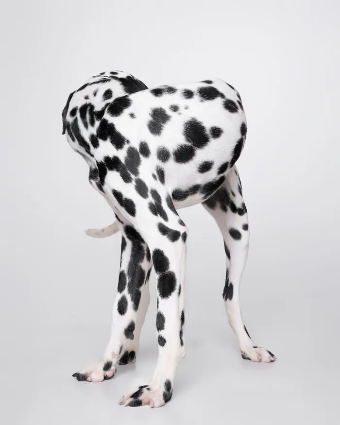 Rescue Dog #12 | Specter