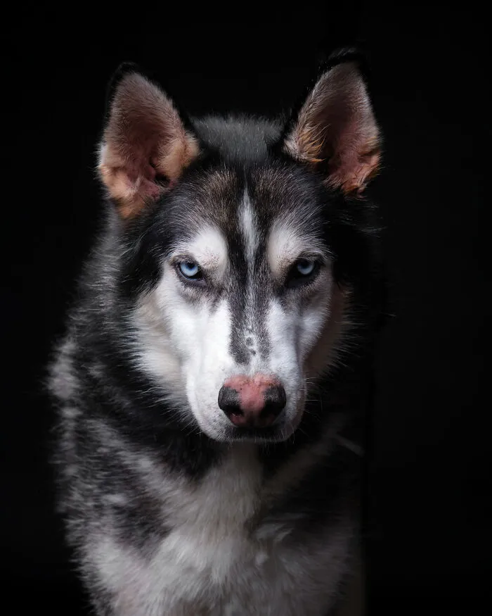 Rescue Dog #14 | Nixon