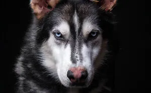I Took Wholesome Portraits Of 15 Rescue Dogs, And Here's The Result