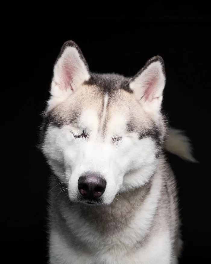 Rescue Dog #2 | Pablo