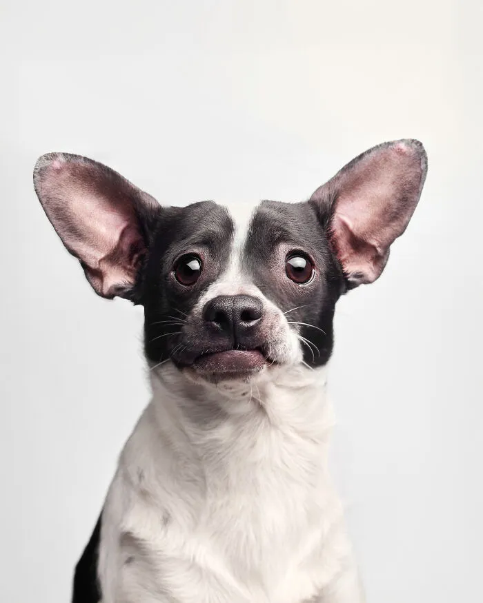 Rescue Dog #5 | Tiny