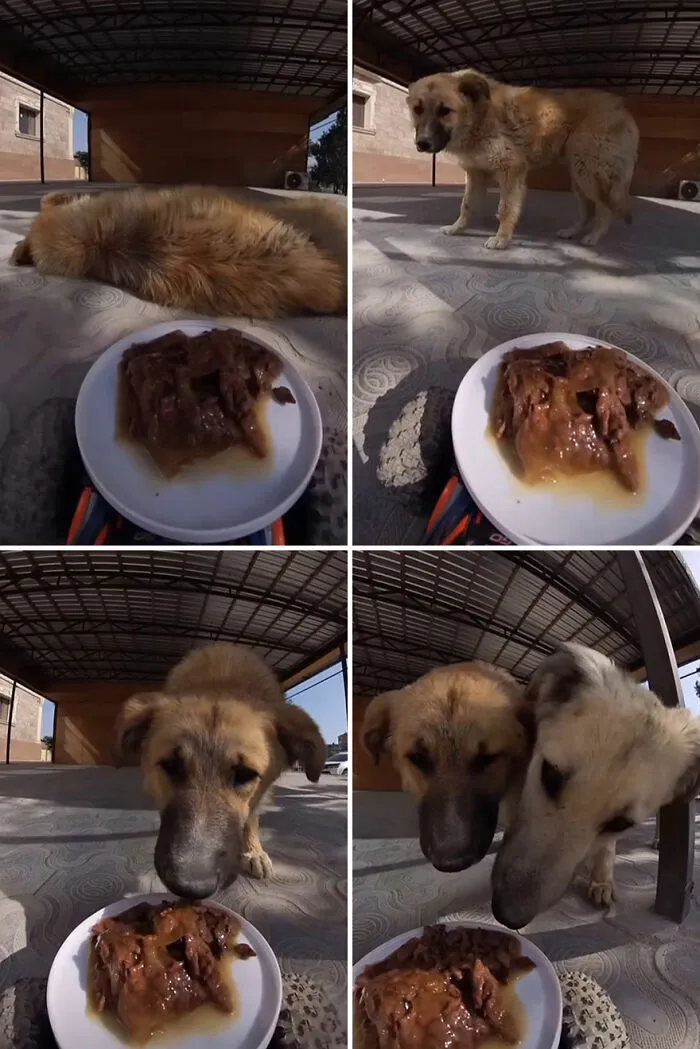 This Guy Has A Clever Way Of Feeding Strays That Might Melt Your Heart (50 Pics)