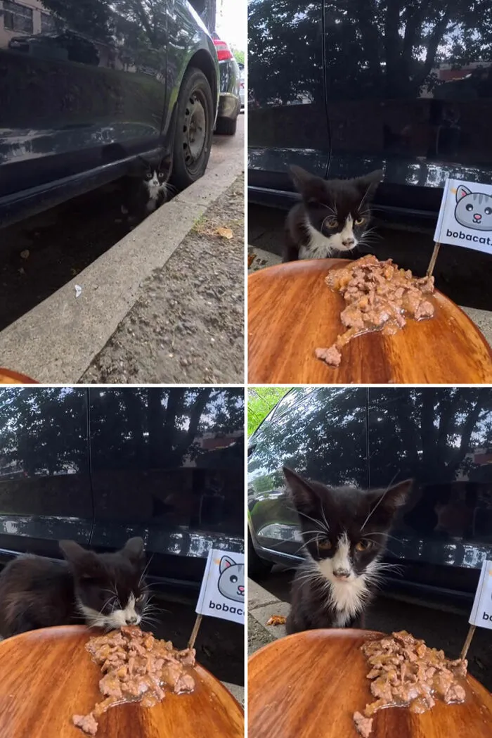 This Guy Has A Clever Way Of Feeding Strays That Might Melt Your Heart (50 Pics)